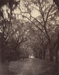 Bonaventure temető, Savannahtól négy mérföldre, 1866.