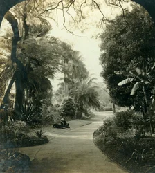 Pathway in the Queens Park, Brisbane, Ausztrália, 1909.