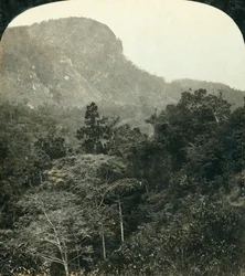 Trópusi növényzet a Barron River Gorge-ban, Cairns, Queensland, Ausztrália, c1909.
