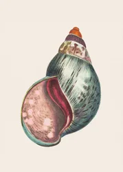 Agátpecsét
