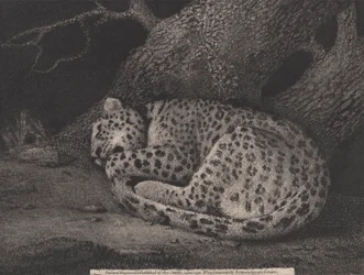 Alvó leopárd, a művész metszete, kiadva 1791-ben