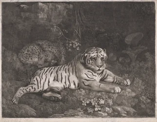 Egy tigris és egy alvó leopárd