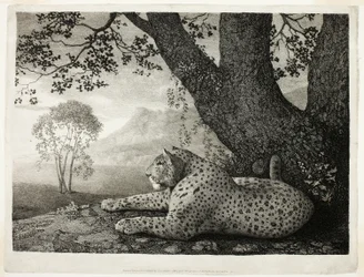 Egy tigris (egy fán fekvő leopárd)