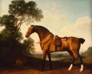 G. Stubbs, Egy nyerges öbölvadász