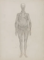 Emberi alak tanulmányozása, elölnézet, „Az emberi test szerkezetének összehasonlító anatómiai bemutatása egy tigris és egy közönséges szárnyas testével”, 1795-1806 (grafit patronpapíron)