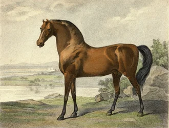 Warren Hastings arab