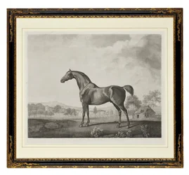 Sweetwilliam (stipple-metszet)