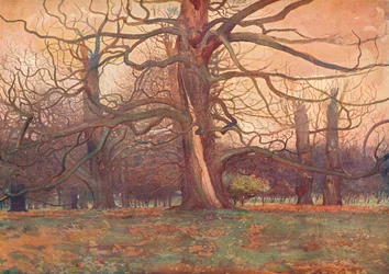 "Tölgyfa tanulmányozása", c1878 1903-1904