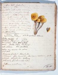 Egy gombafaj illusztrációja, a művész „Diarium Botanicum” című művéből, 1786 (toll, tinta és wc papíron)