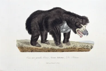 Természettudományi tábla: Állattani tábla, amely nagyajkú medvét, Ursus labiatust, De Blaini-t ábrázol – Georges Louis Leclerc természettudós, Buffon grófja (1707-1788) „Buffon befejezői” című művében. Metszet 1837-ből.