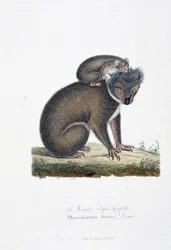 Természettudományi tábla: Koala (Griffith nyomán), Phascolarctos Fuscust ábrázoló állattani tábla – Georges Louis Leclerc természettudós, Buffon grófja (1707-1788) „Buffon befejezői” című művében. Metszet 1837-ből.