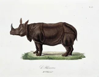 Természettudományi tábla: A Le Rhinocerost ábrázoló állattani tábla – Georges Louis Leclerc természettudós, Buffon grófja (1707-1788) „Buffon befejezői” című művében. Metszet 1837-ből.