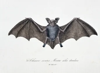 Természettudományi tábla: Zoológiai tábla, amely a Bat Murin kiterjesztett szárnyait ábrázolja – Georges Louis Leclerc természettudós, Buffon grófja (1707 - 1788) „” Buffon alkotásai” című művében. Metszet 1837-ből.