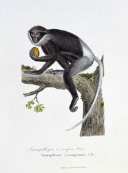 Természettudományi tábla: Állattani tábla, amely a White Rump Semnopitheque-et, Semnopithecus Leucoprymnus, Otto – Georges Louis Leclerc természettudós, Buffon grófja (1707-1788) „Buffon befejezői” című művében. Metszet 1837-ből.