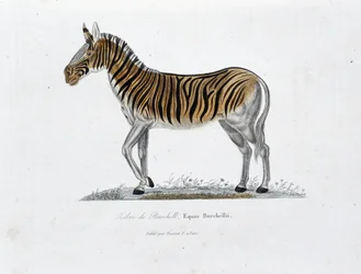 Természettudományi tábla: Zoológiai tábla, amely a Burchell Zebre-t ábrázolja, Equus Burchellii – Georges Louis Leclerc természettudós, Buffon grófja (1707-1788) „” Completely Works of Buffon” című művében. Metszet 1837-ből.