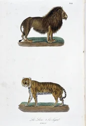 Természettudományi tábla: Állattani tábla, amely az oroszlánt és a tigrist ábrázolja – Georges Louis Leclerc természettudós, Buffon grófja (1707-1788) „Buffon befejezői” című művében. Metszet 1837-ből.