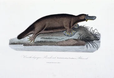 Természettudományi tábla: Állattani tábla, amely az ornithorync Paradoxált (Ornithorhynchus Paradoxux) ábrázolja, Blumenb – Georges Louis Leclerc természettudós, Buffon grófja (1707-1788) „Buffon művei” című művében. Metszet 1837-ből.