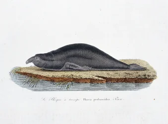 Természettudományi tábla: Állattani tábla, amely a fókát, a Phoca proboscideát, Peront ábrázolja – Georges Louis Leclerc természettudós, Buffon grófja (1707-1788) „Buffon teljes művei” című művében. Metszet 1837-ből.