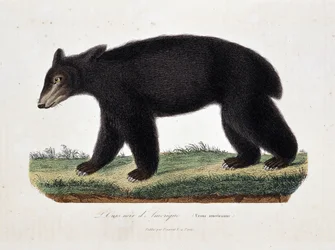 Természetrajzi tábla: az amerikai fekete medvét (Ursus americanus) ábrázoló zoológiai táblázat - Georges Louis Leclerc, Buffon grófja (1707 - 1788) természettudós „Buffon művei” című művében. 1837-es metszet.