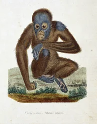 Természettudományi tábla: Állattani diagram, amely az Orang Outant (orang outan, orang outang, orang outang), Pithecus satyrust ábrázolja – Georges Louis Leclerc természettudós, Buffon grófja (1707-1788) „Buffon befejezői” című művében. Metszet 1837-ből.