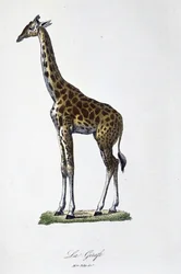 Természettudományi tábla: A zsiráfot ábrázoló állattani térkép – Georges Louis Leclerc természettudós, Buffon grófja (1707-1788) „Buffon befejezői” című művében. Metszet 1837-ből.
