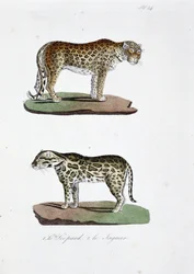 Természettudományi tábla: Állattani tábla, amely 1. A Leopárdot és 2. Le Jaguart képviseli – Georges Louis Leclerc természettudós, Buffon grófja (1707-1788) „Buffon teljes művei” című művében. Metszet 1837-ből.