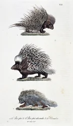 Természettudományi tábla: Állattani tábla, amely 1. Az epikus sertéshúst, 2. India epikus sertéshúsát és 3. Le Coendou-t ábrázolja – Georges Louis Leclerc természettudós, Buffon grófja (1707-1788) „Buffon teljes művei” című könyvében. Metszet 1837-ből.
