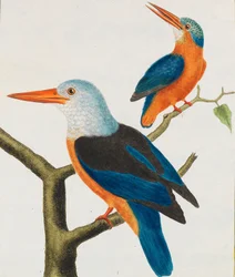 Természettudomány. Madarak. Világító táblák, 1766-1782.