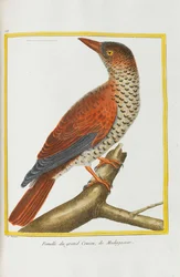 Természettudomány. Madarak. Világító táblák, 1782.