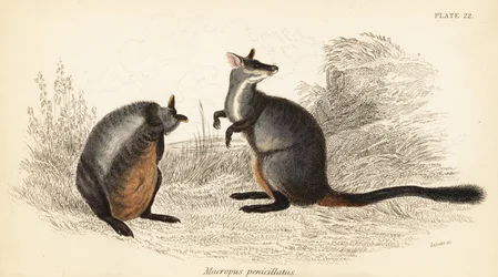 Bozontosfarkú sziklakenguru, Petrogale penicillata, 1841