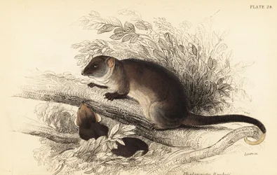 Közönséges gyűrűsfarkú erszényes, Pseudocheirus peregrinus, 1841
