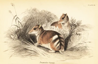 Keleti barred bandicoot, Perameles gunnii., 1841 (metszet)