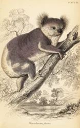 Koala, Phascolarctos cinereus., 1841 (metszet)