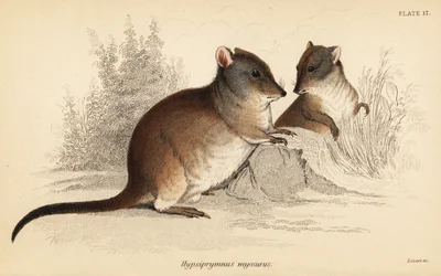 Hosszú orrú potoroo, Potorous tridactylus tridactylus.,1841 (metszet)