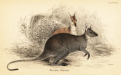 Piros nyakú falka, Macropus rufogriseus. ,1841 (metszet)