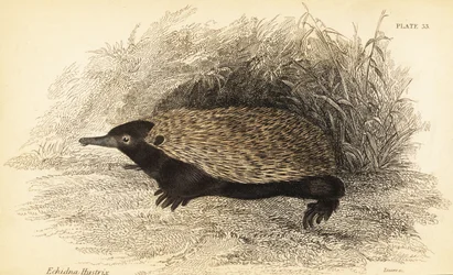 Rövidcsőrű echidna, Tachyglossus aculeatus.,1841 (metszet)