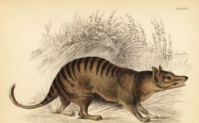 Tasmán tigris, Thylacinus cynocephalus. Kihalt. ,1841 (metszet)