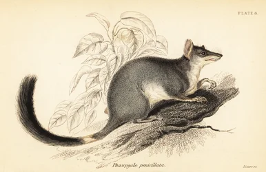 Tuan vagy közönséges wambenger, Phascogale tapoatafa. ,1841 (metszet)