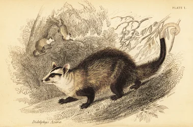 Fehérfülű oposszum, Didelphis albiventris. ,1841 (metszet)