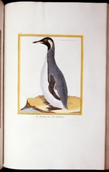 Pingvin, Falkland-szigetek, a "Natural History of Birds", 1770-86