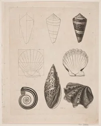 Palatábla csigákkal