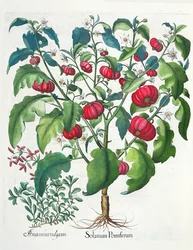 1. Solanum gyümölcs 2. Amaracus vulgaris, a Hortus Eystettensisből, Basil Beslertől (1561-1629), pub. 1613