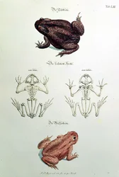 460 fol.1 Varangyok, LIII. tábla a „Kellemes és hasznos időtöltés”-ből, Johann Daniel Meyer, Nürnberg