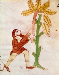 Egy gazda, aki egy miniatűr fa ágait faragja Rabanus Maurus Magnentius (vagy Raban Maur vagy Rabano Mauro, kb. 780-856) „De Universo” vagy „De rerum naturis” kéziratából. 9. század. A Monte Cassino apátság archívuma (Cassin-hegy)