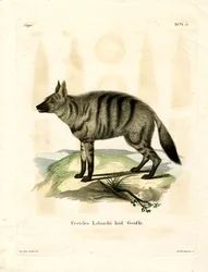 Aardwolf (színes metszet)