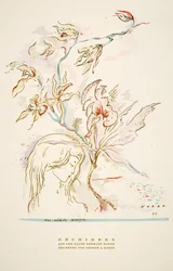 Reklám "Orchideen aus dem Hause Hermann Roth" a Styl, pub.1922-ből (pochoir print)