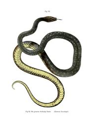 Aesculapian Snake (színes litho)