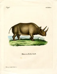 Afrikai orrszarvú (színes metszet)