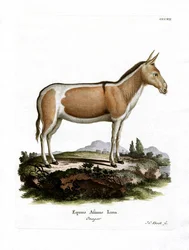 Afrikai vadszamár (színes metszet)