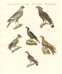 Afrikai madarak (színes metszet)